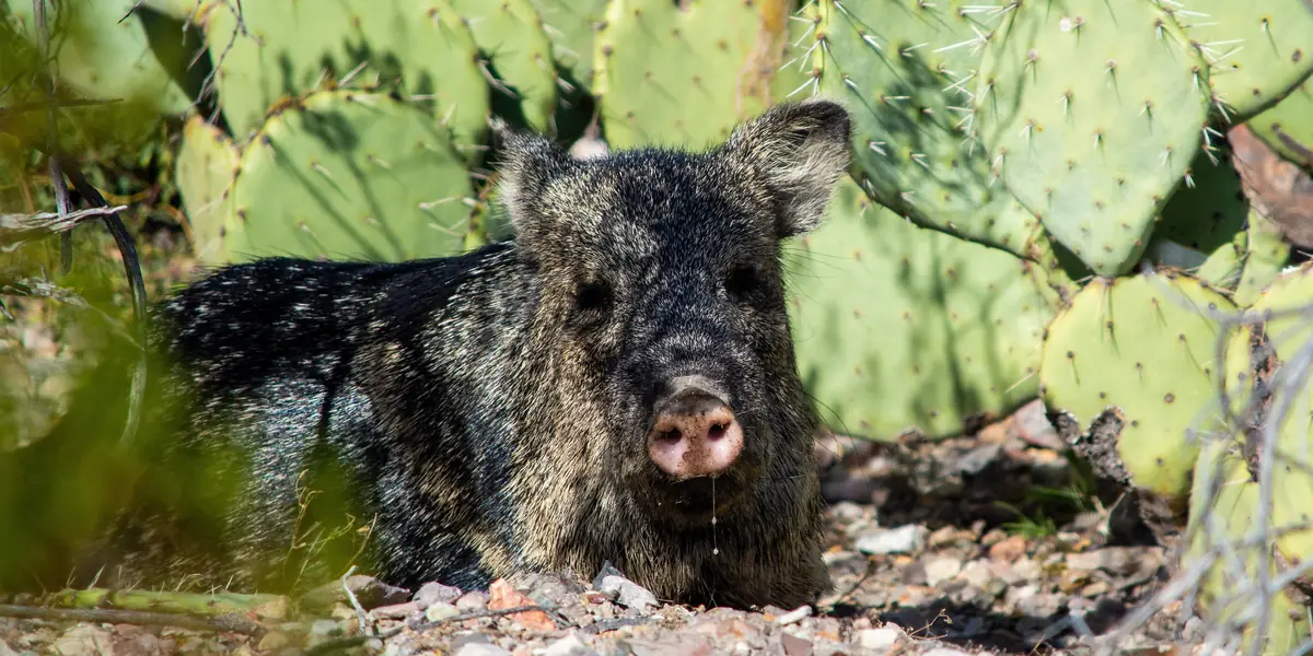 Javelina (collared peccary) among prickly pear cactus