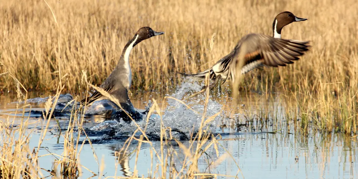 Northern pintail ducks landing in golden marsh grass at Anahuac National Wildlife Refuge on the Texas Gulf Coast