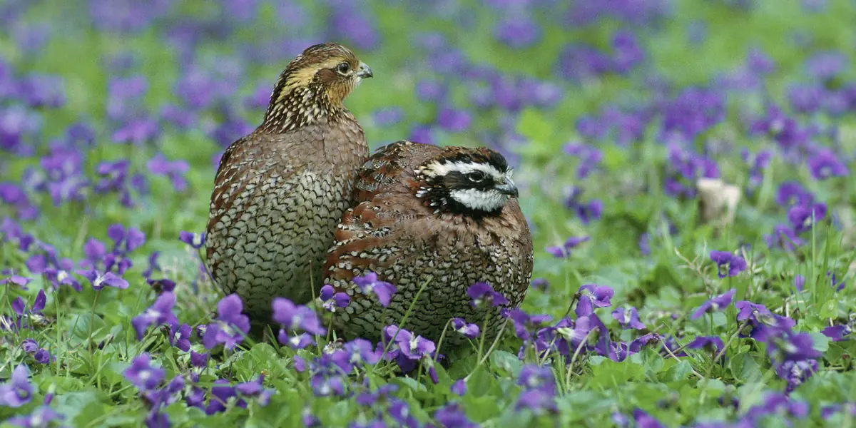 Pair of northern bobwhite quail among purple wildflowers