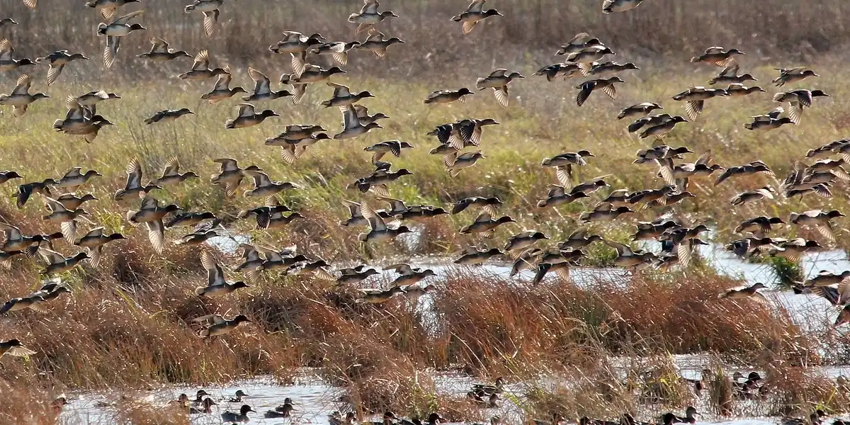 Big flock of green-winged teal on a coastal marsh at Anahuac National Wildlife Refuge, Texas