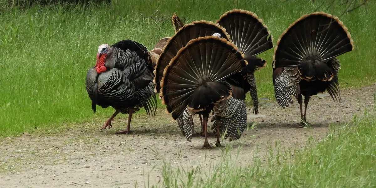 Rio Grande wild turkey gobblers fanned out on a trail