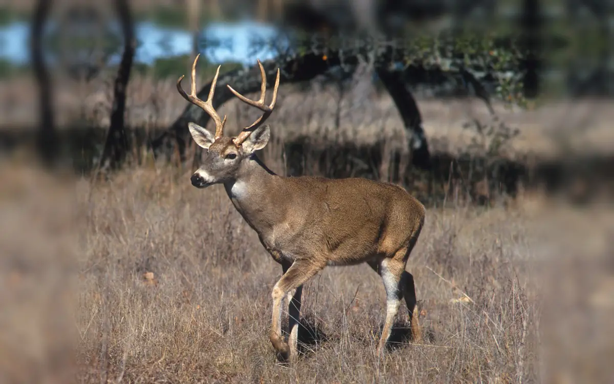 Mature white-tailed buck with a tall hard-antlered rack walking through dry Texas grass, whole body in view