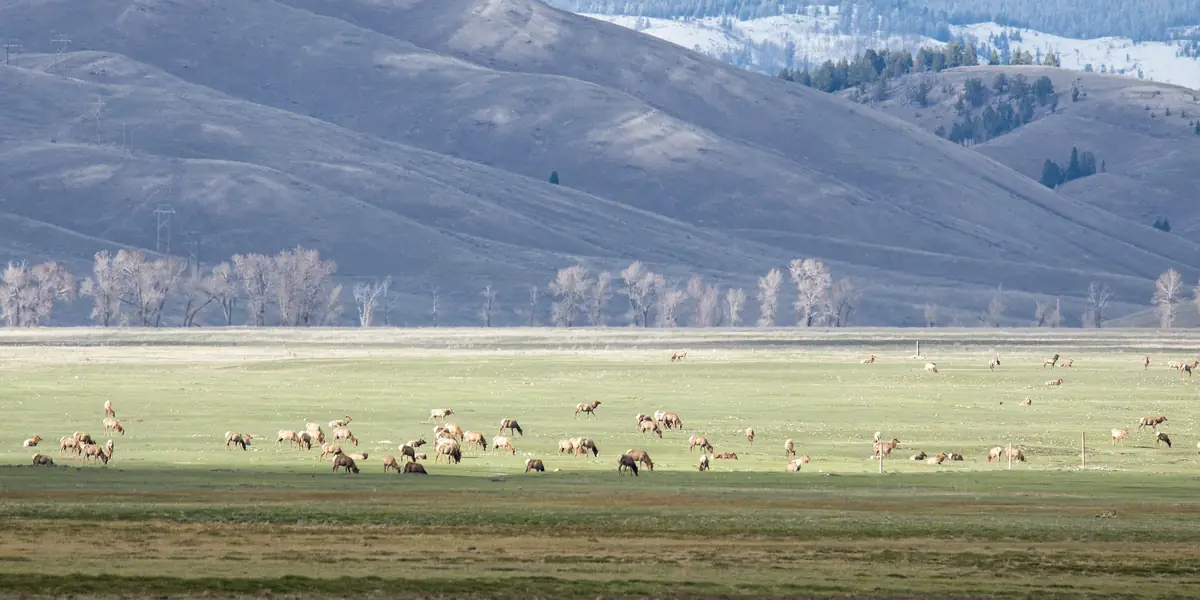 Large elk herd grazing on open grassland below snowy hills on the National Elk Refuge, Wyoming